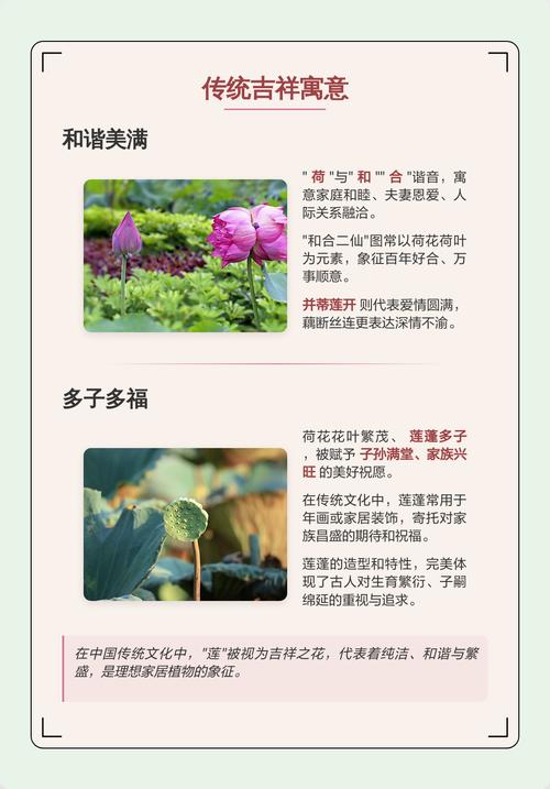 家里种植荷花有什么忒别的寓意和风水象征？
