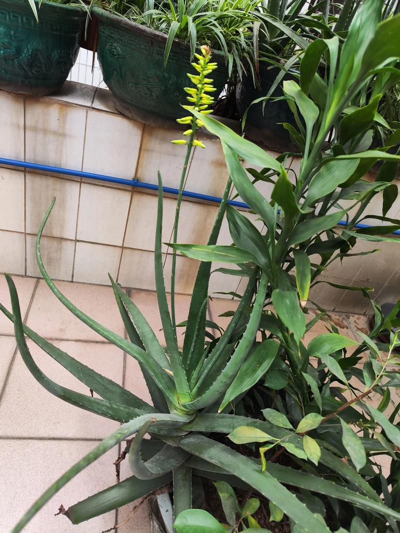 芦荟摆放在哪个位置最有利于旺财运？