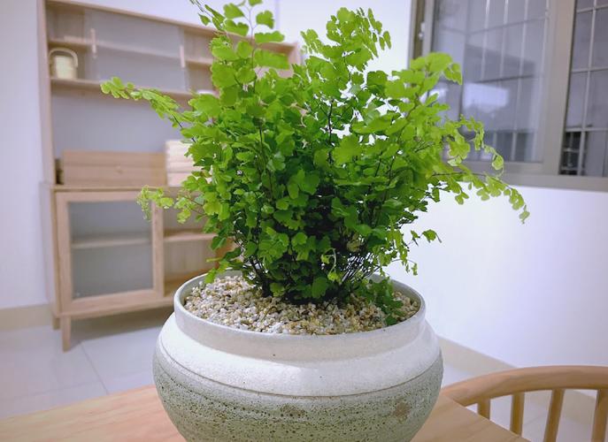 铁线蕨在风水上有哪些具体好处？它的摆放对家居风水有何影响？