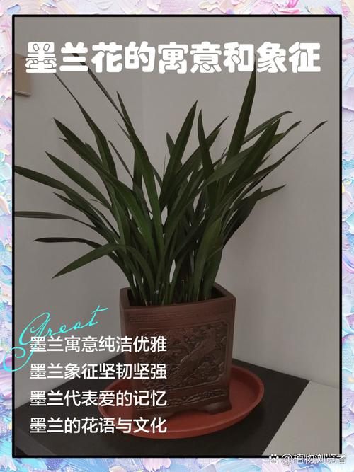 墨兰旺风水好吗？花语寓意和象征风水分析