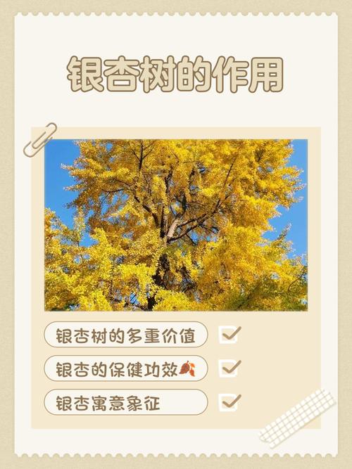 家中有银杏树对风水有怎样的影响或好处？