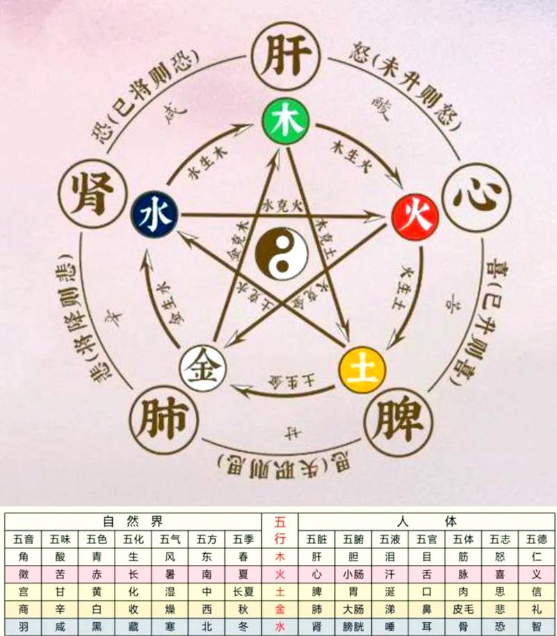 人体五行对应哪些器官部位？器官相学如何体现五行与人体的关系？