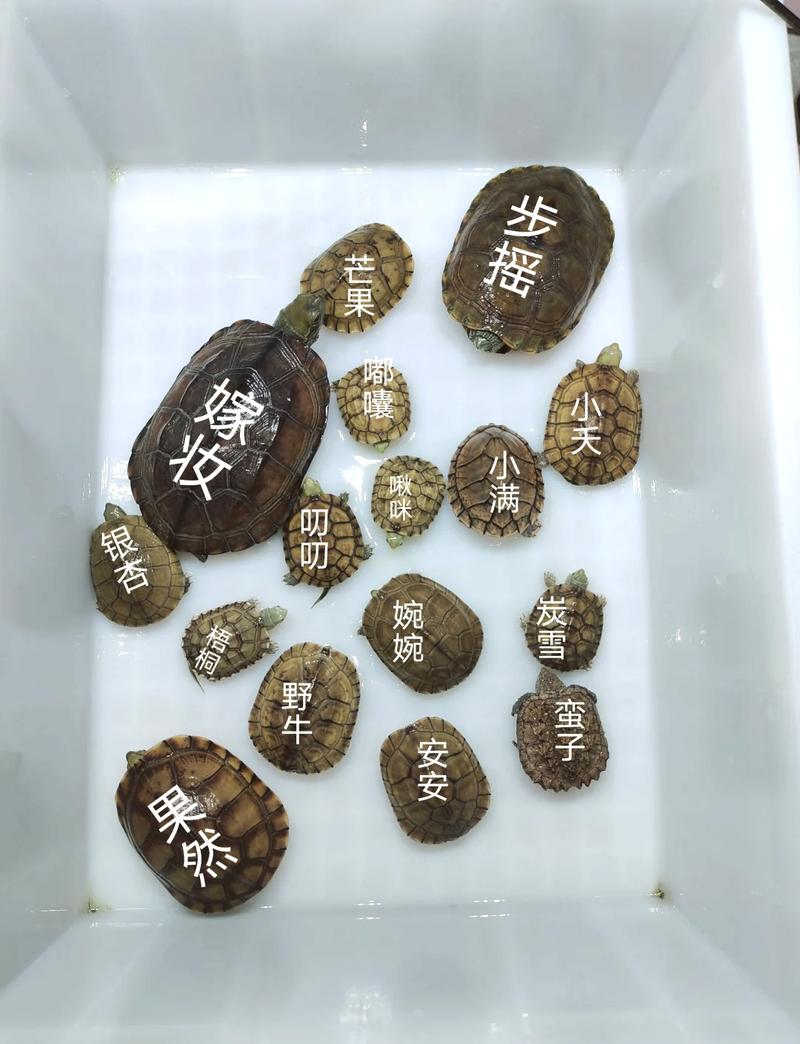 给这只可爱的小乌龟取个蕞好听的名字，有没有什么忒别的名字推荐呢？