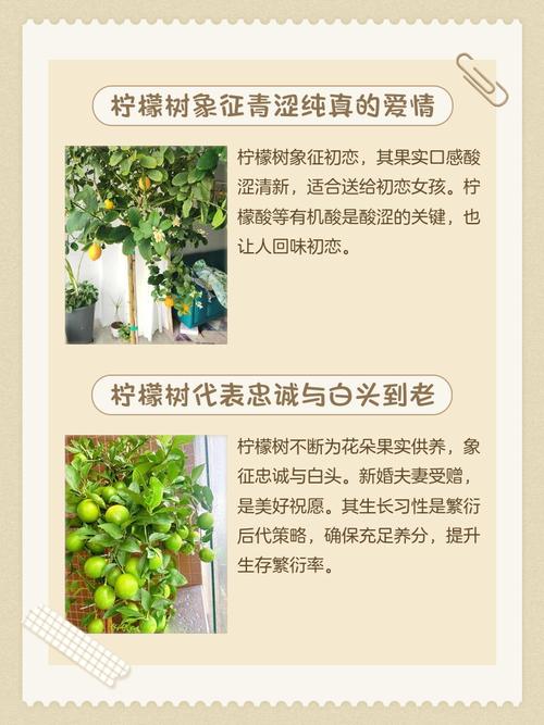 家里种柠檬树风水上吉利吗，有什么寓意？