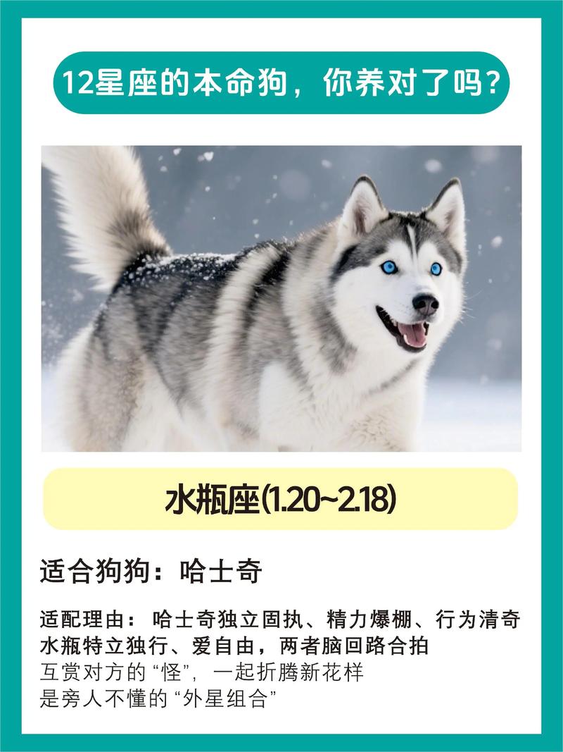 水瓶座适合养什么宠物？我家狗狗是否符合水瓶座宠物选择标准？
