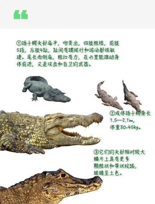 鳄鱼真的象征着好运吗？它有哪些吉祥的寓意呢？