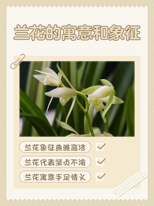 兰字寓意和象征有哪些？取名时兰字代表什么含义？