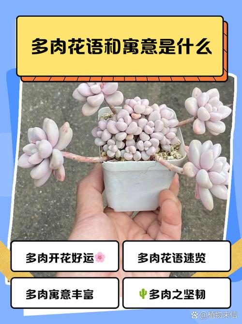 梦见大量肉类预示着什么周公解梦中的多肉象征什么含义？