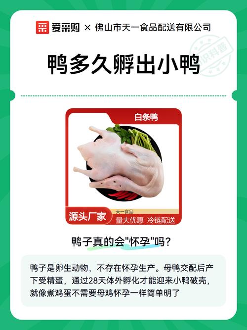 梦见蛋孵化出小鸭预示着什么吉凶？