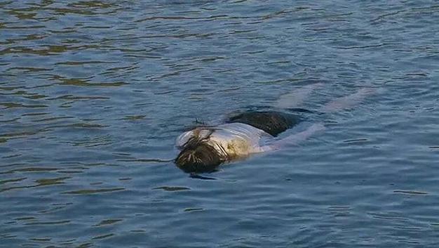 梦见从河里捞出死人是什么预兆或含义？