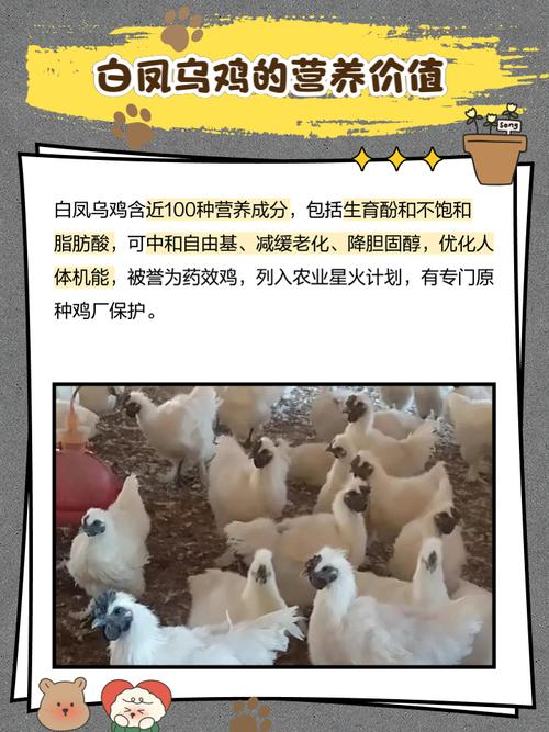 梦见白母鸡有什么寓意或象征？周公解梦中的解释是什么？