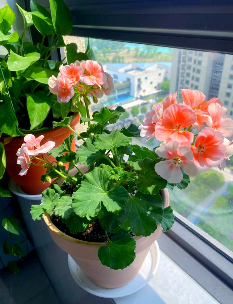 阳台养什么花既吉祥又好养,开花还特别漂亮呢?