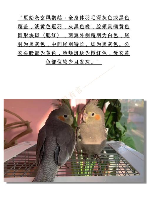 玄凤鹦鹉有哪些好听的长尾名字推荐？
