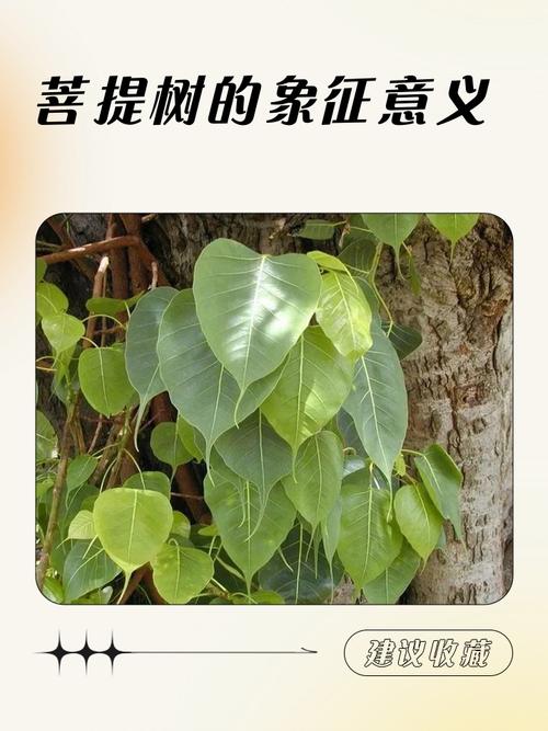 菩提树和菩提果的寓意分别是什么？