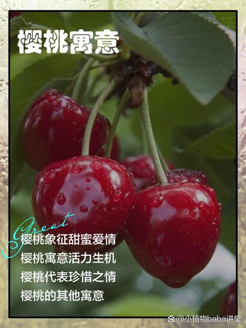 梦见自己摘樱桃是什么征兆或含义？