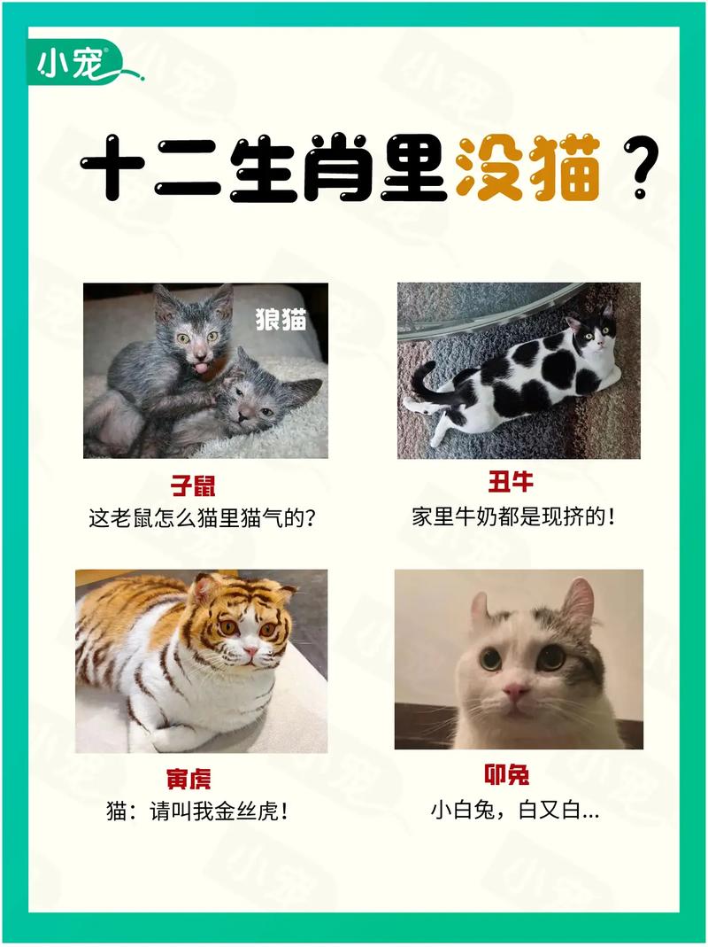为什么在我国传统的十二生肖中，可爱机智的猫咪没有被纳入其中呢？