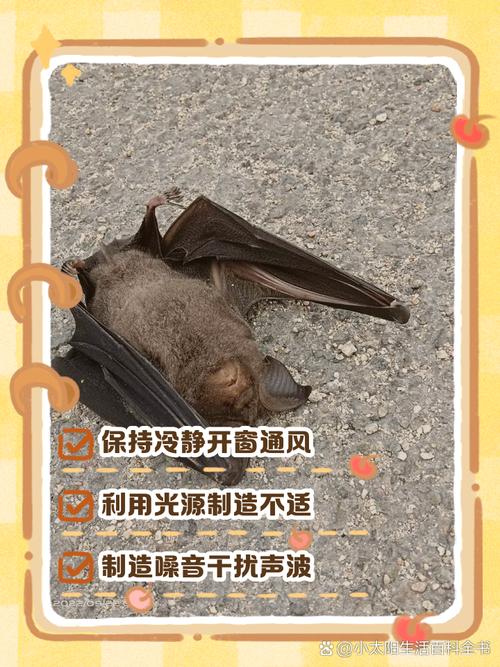 孕妇梦见蝙蝠飞进家里扑向自己有什么特殊预兆或含义？