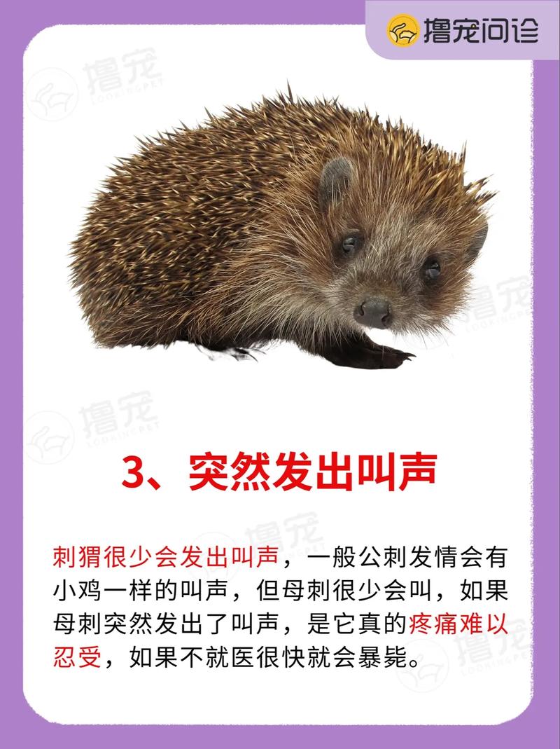 女人梦到刺猬追自己是什么预兆？有什么特殊含义？