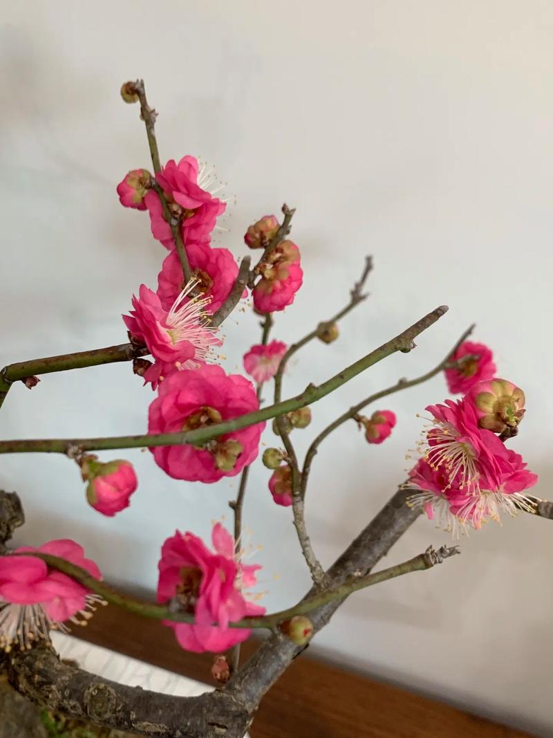 家里摆放梅花风水如何？它有什么吉祥寓意？