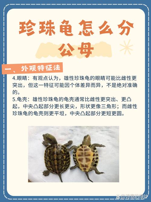 珍珠龟算风水龟吗？风水龟是活物吗？