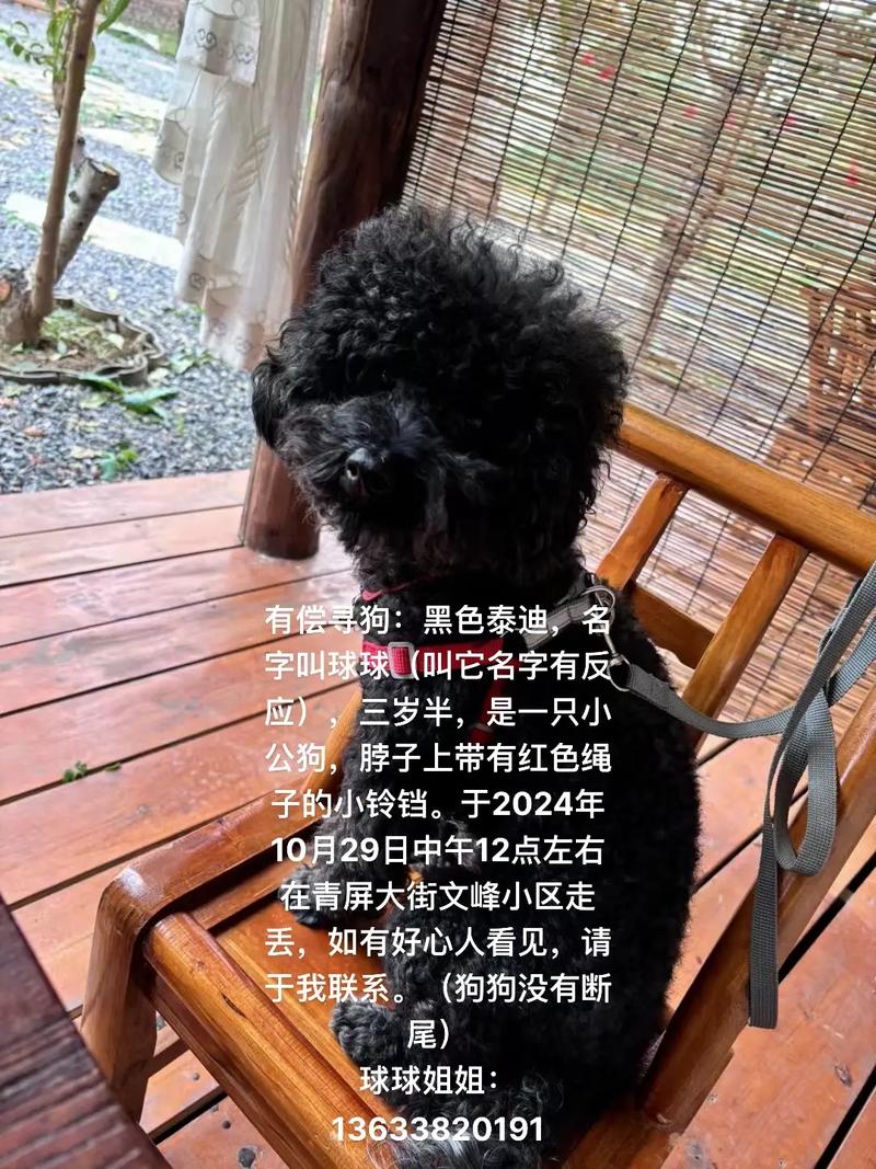 有哪些名字适合黑色的泰迪犬？黑色泰迪名字大全集推荐？