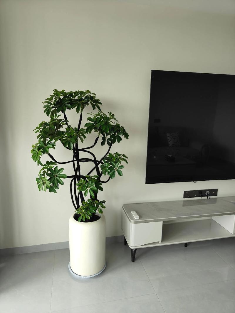 家庭风水客厅适合摆放哪种盆景植物？