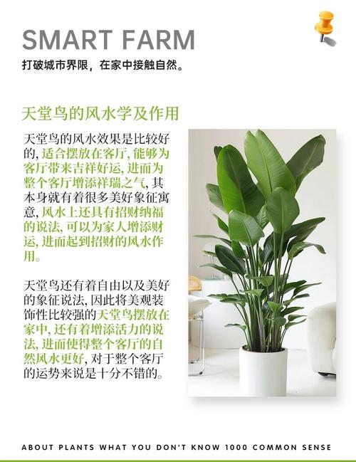 天堂鸟的花语和寓意分别是什么它们的花朵有什么特别的象征意义？