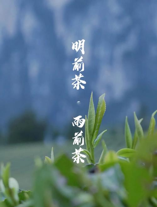 梦见采茶叶下雨预示着什么？是吉是凶？