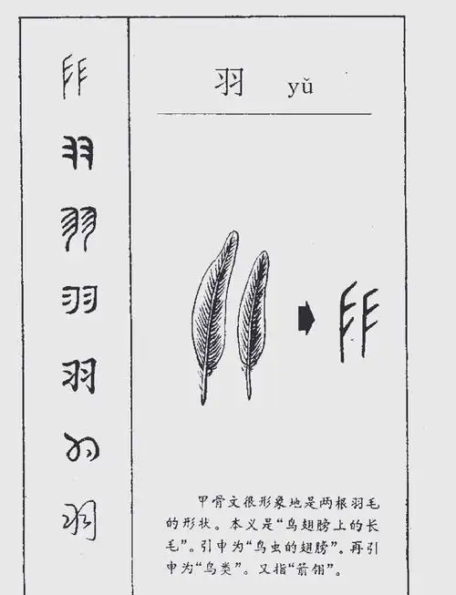 羽字在五行中究竟归属何类？它的五行属性是什么？