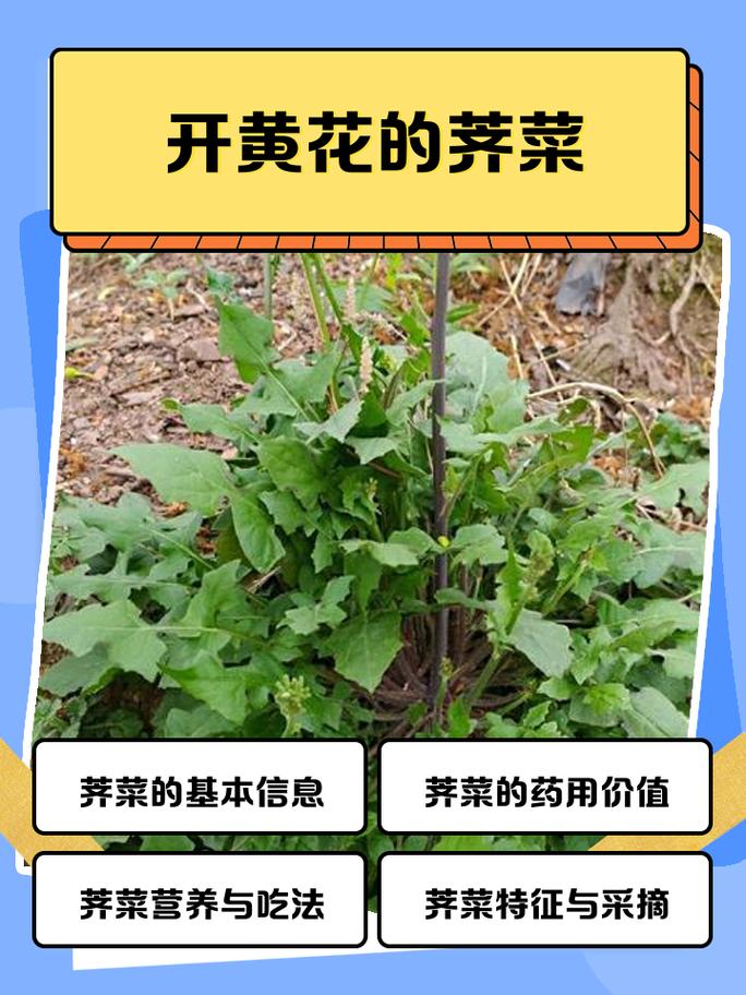 梦见和别人一起摘荠菜是什么预兆或有什么特殊含义？