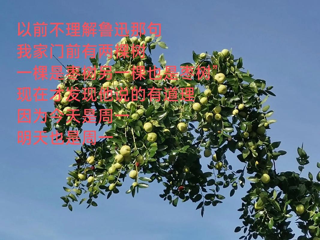 两棵枣树之间是否存在某种隐晦的暗示或表白？
