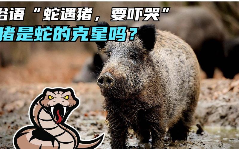 蛇与猪相遇，究竟谁胜谁败，为何说蛇遇猪就得哭？