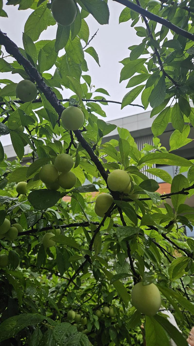 梦见爬树摘李子是什么预兆？预示着什么好事发生？