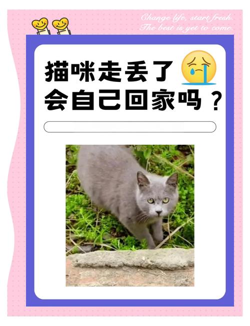 猫咪走丢后它真的能凭借本能自己找到回家的路吗？