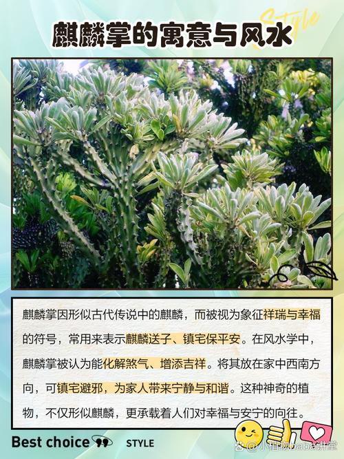 麒麟掌风水作用如何？摆放位置有哪些禁忌和讲究？