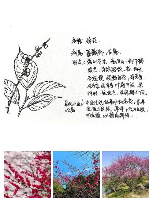 梅花象征意义和精神具体体现在哪些方面？