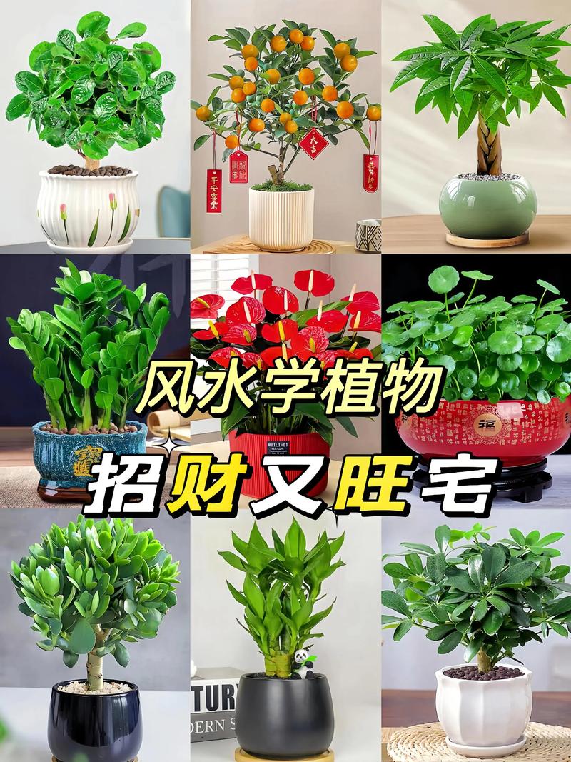 客厅养什么花最有利于风水招财和身体健康？