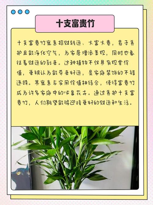 富贵竹养几根才能带来财运？