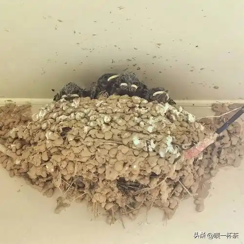 燕子入宅真的预示家里会死人吗？这三大禁忌有何科学依据？