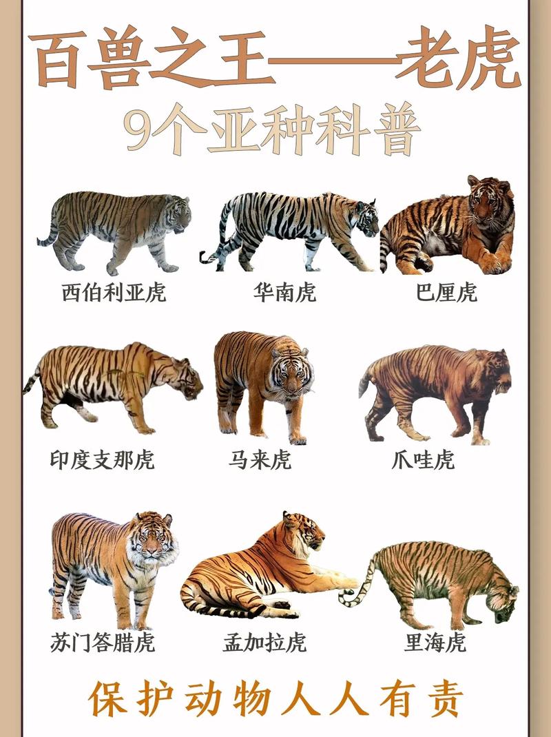 属虎的人最害怕哪三个生肖？