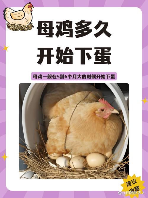 梦见母鸡下蛋蛋碎了是什么预兆或象征？