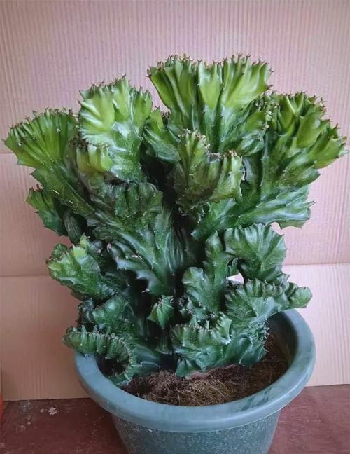 玉麒麟盆栽的寓意是什么它有什么特殊的文化象征？