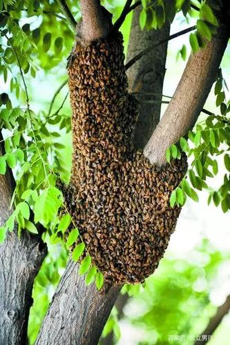 梦见黄蜂和死人预示着什么？蜂群蛰死人的梦境好不好？