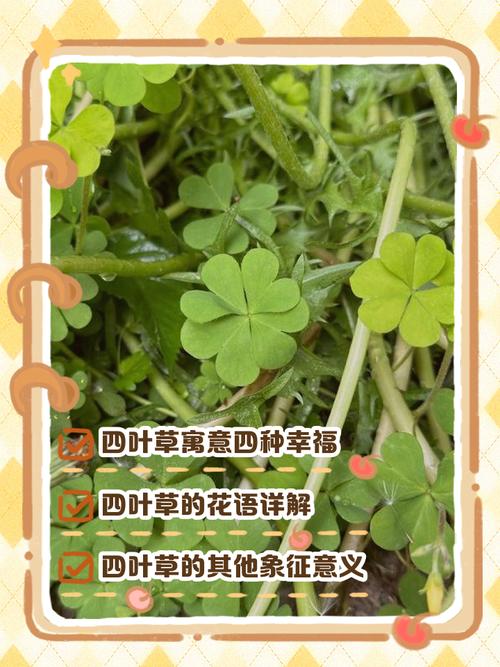 四叶草的花语和爱情寓意究竟有何特别之处？