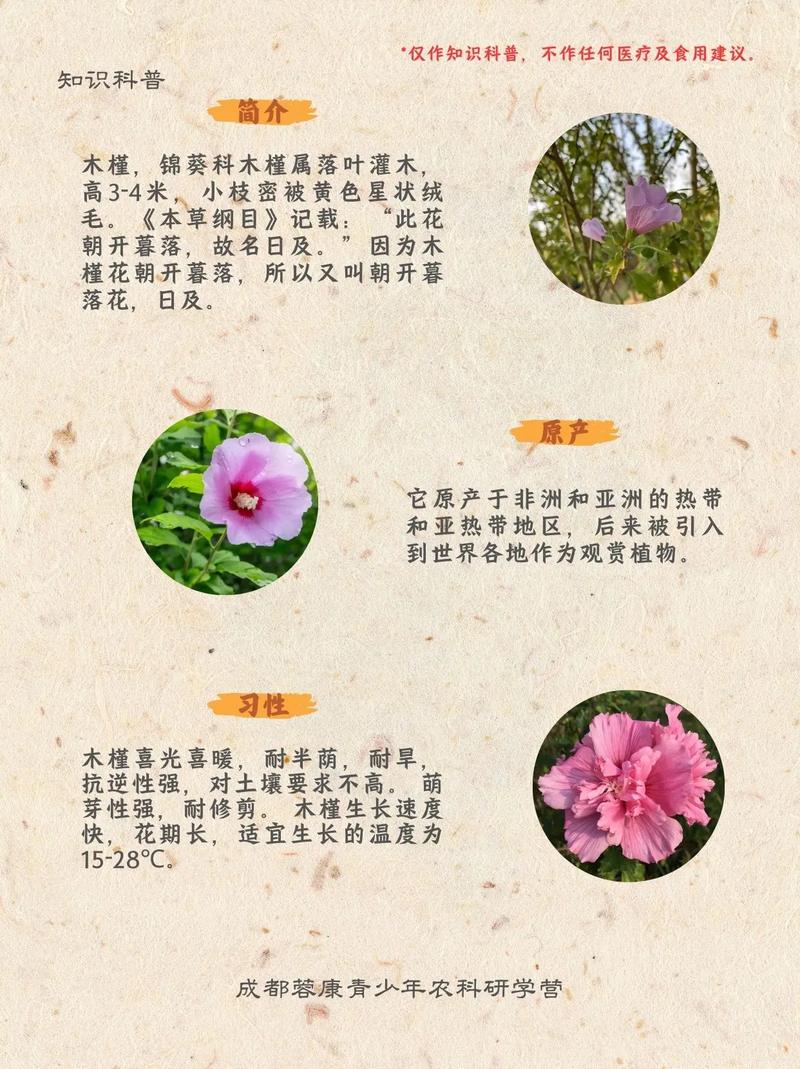 如何通过风水布局让木槿花保持健康生长状态？