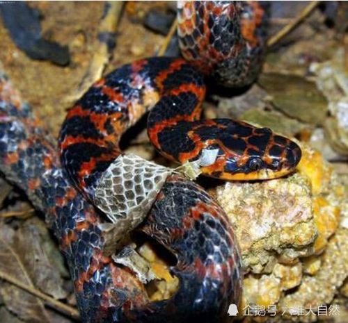 梦见红色的蛇咬了我一口，这究竟是什么预兆或暗示呢？