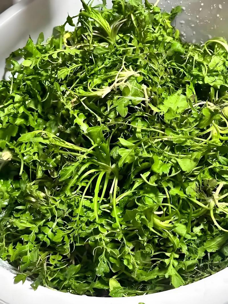 梦见吃荠菜饺子或荠菜代表什么吉凶预兆？