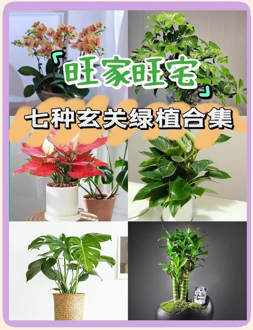 入户看到哪种花最能旺家运，提升玄关风水吉气？