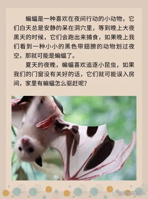 蝙蝠被困家中几天不进食，会因饥饿而死亡吗？