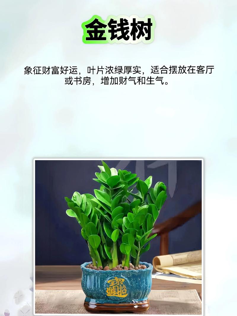 客厅养什么花最有利于风水招财和身体健康？